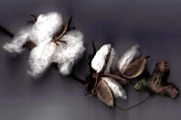 Cotton